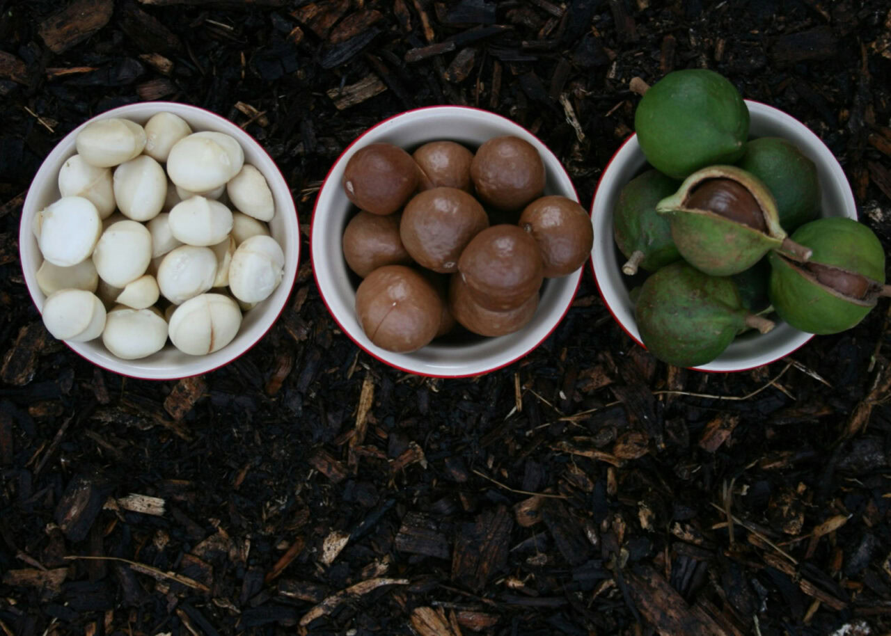 macadamia-nuts-1280x914-1 Three dishes of macadamia nuts in various stages