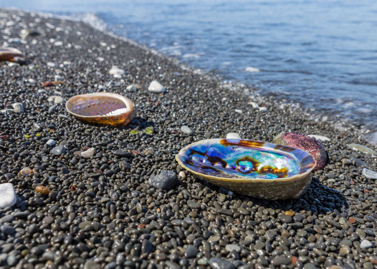 paua-shell-1280x914-1 Paua shell on a beach in New Zealand